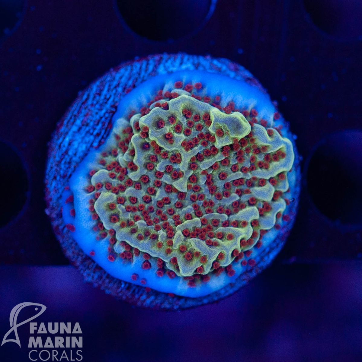 FMC Montipora undata Jedi Mind Trick V Ø ca. 3-4 cm (Filter- + Daylight-Shot picture!)