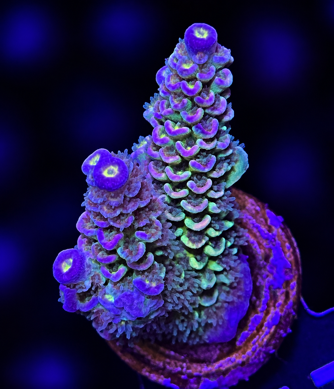 FMC Acropora tenuis rainbow