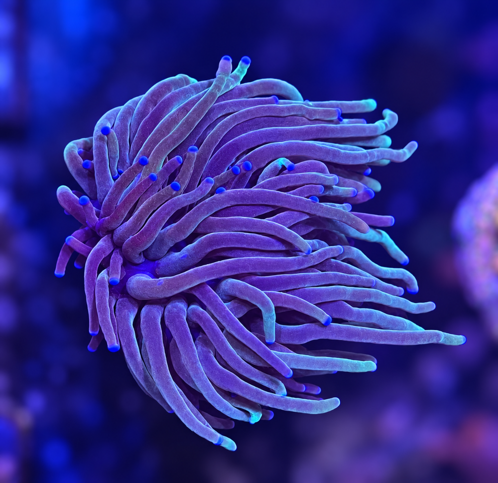 FMC Euphyllia glabrescens light tips 1 Head V