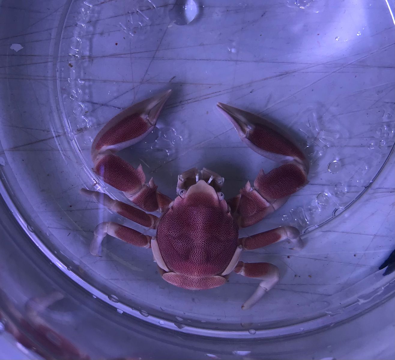 Neopetrolisthes maculatus/ oshimai - Anemonenkrabbe