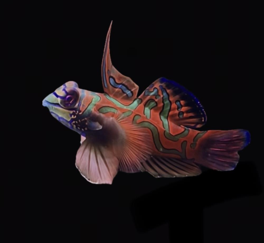 Synchiropus splendidus 3-5  cm