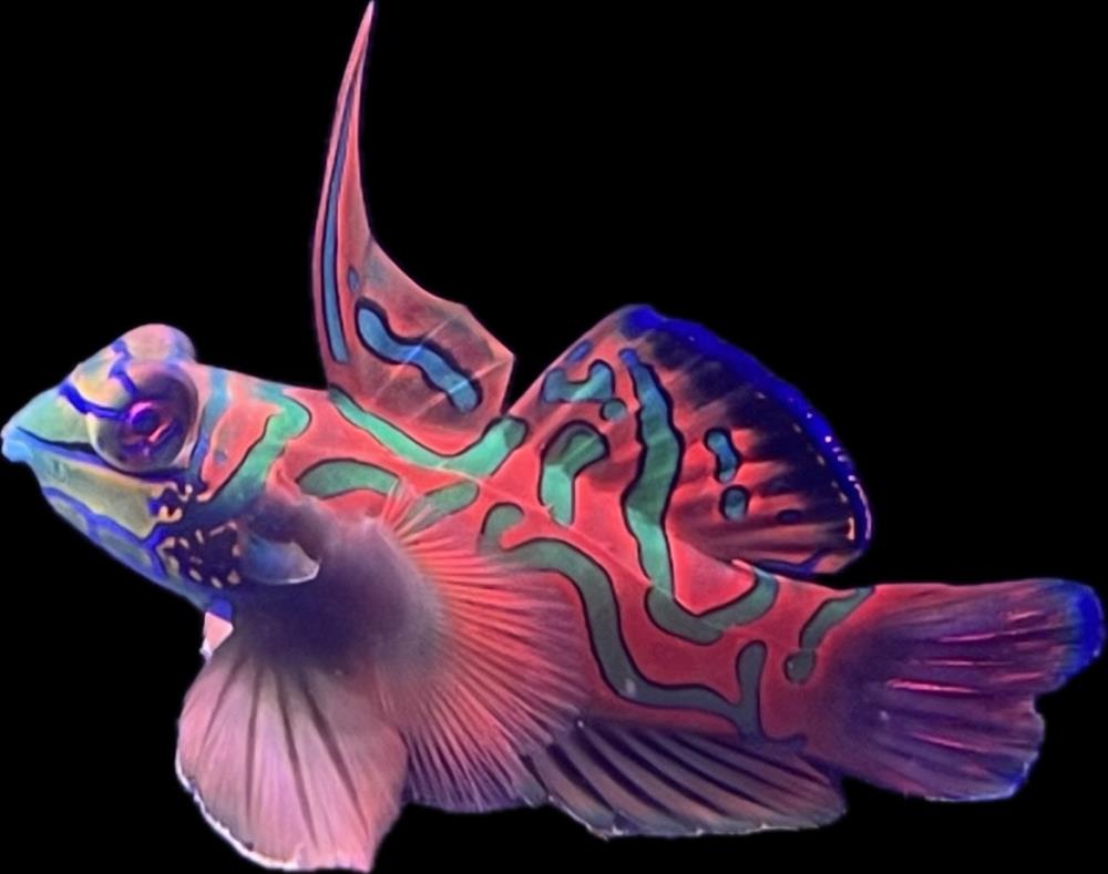 Synchiropus splendidus 3-5  cm