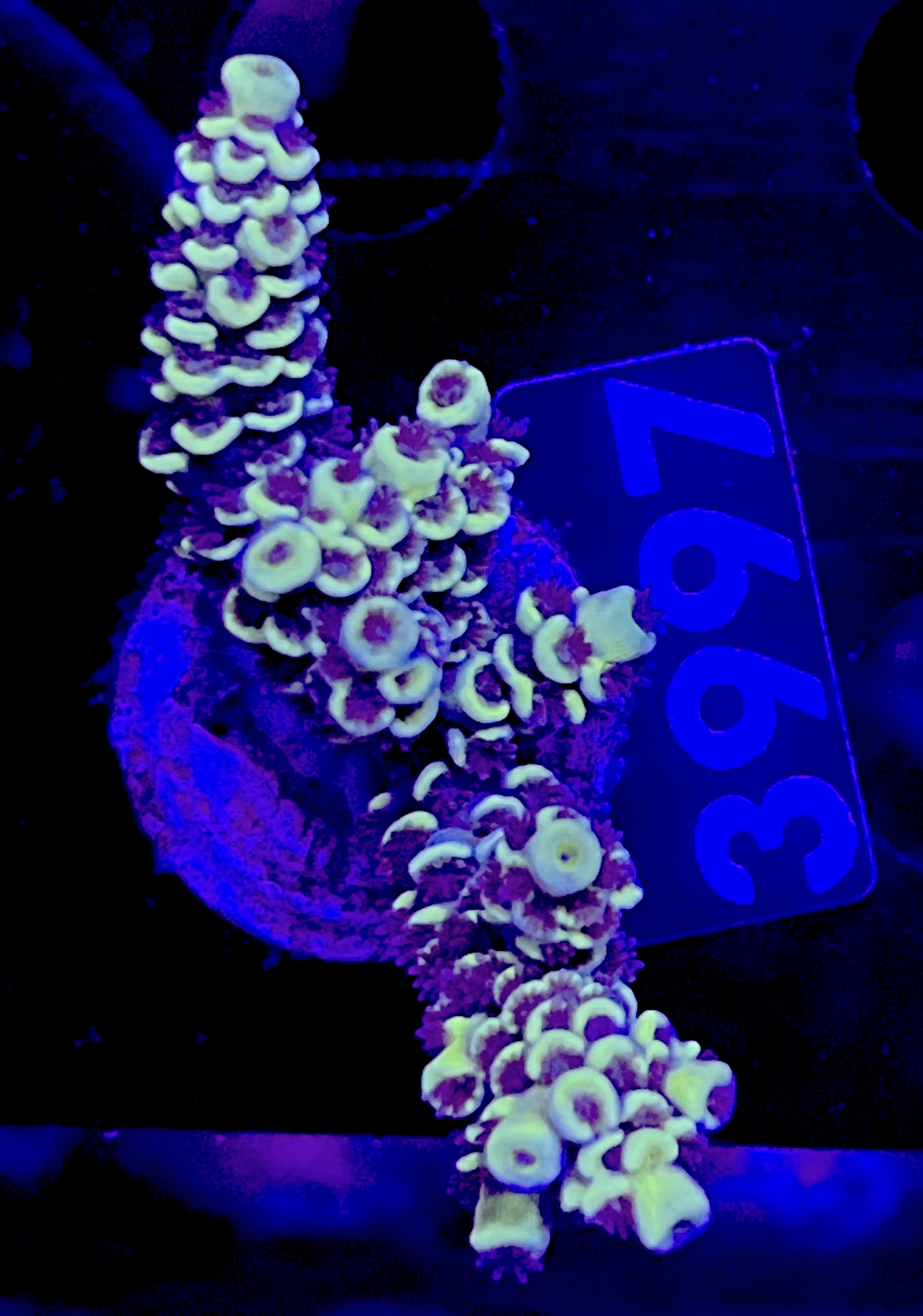 FMC Acropora tenuis