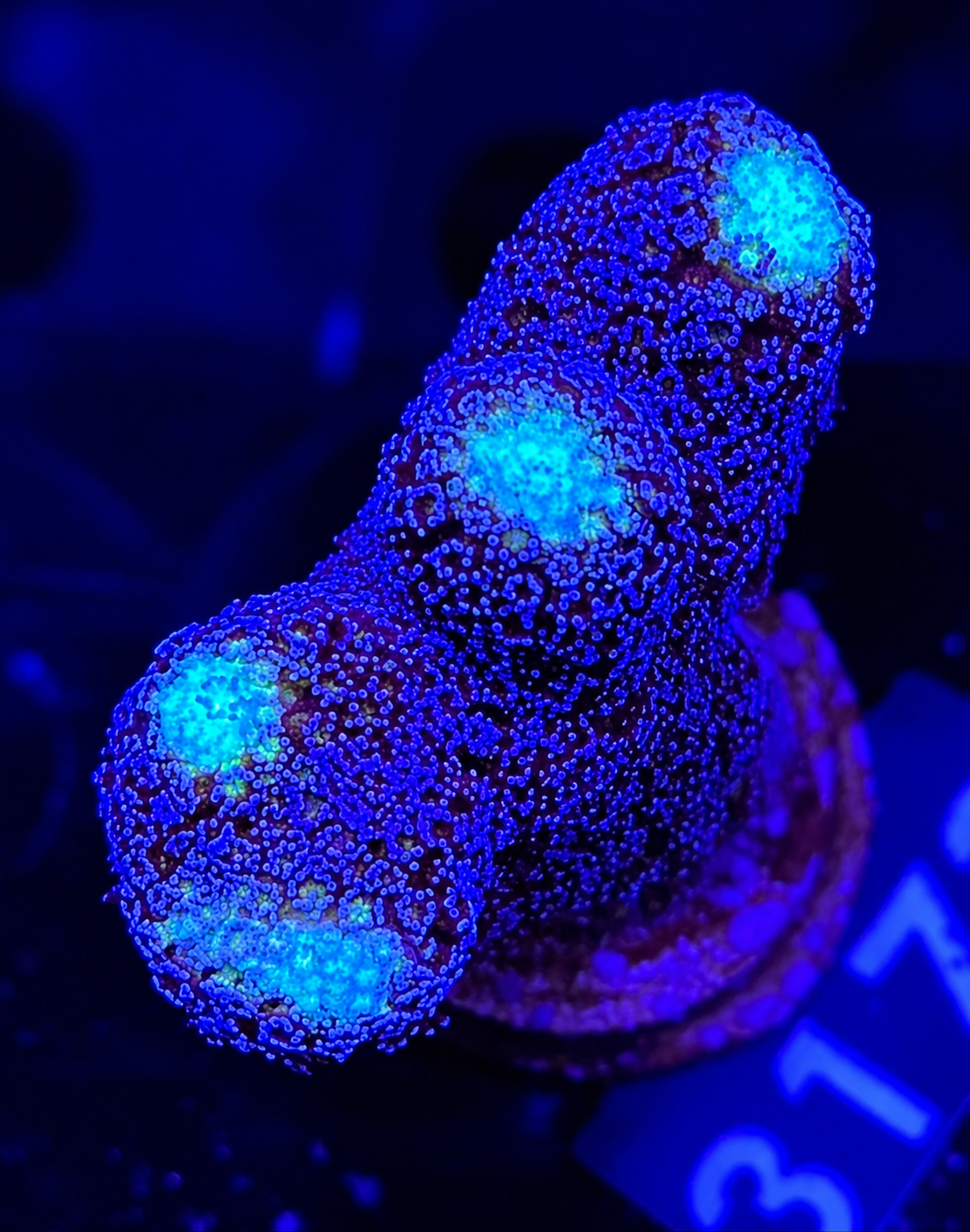 FMC Stylophora Milka