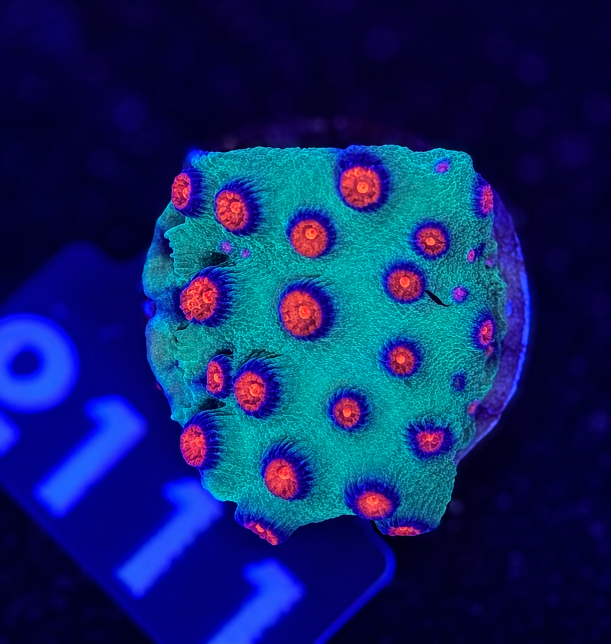 FMC Cyphastrea Cherry Bomb
