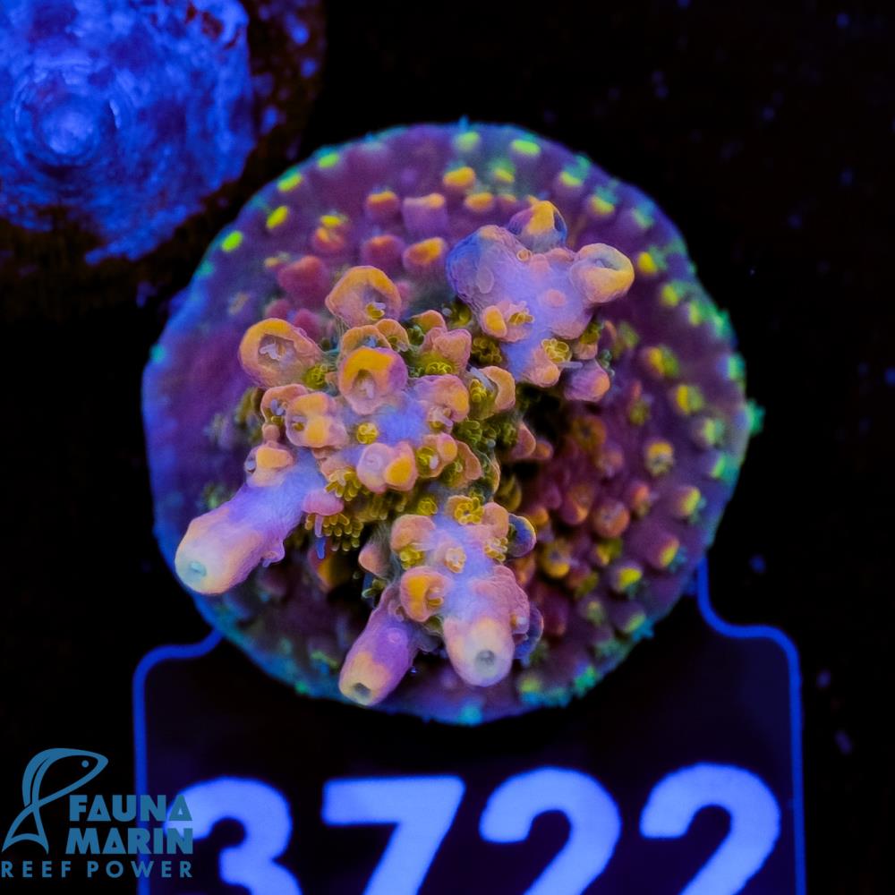 FMC Acropora CC Voodoo Magic V