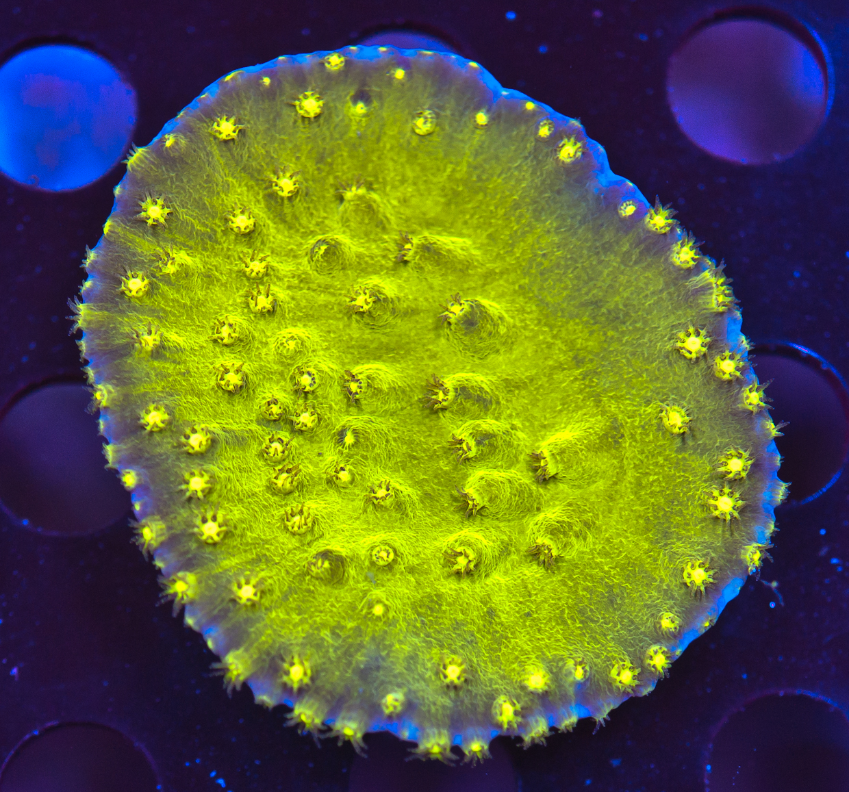 FMC Turbinaria reniformis light green V