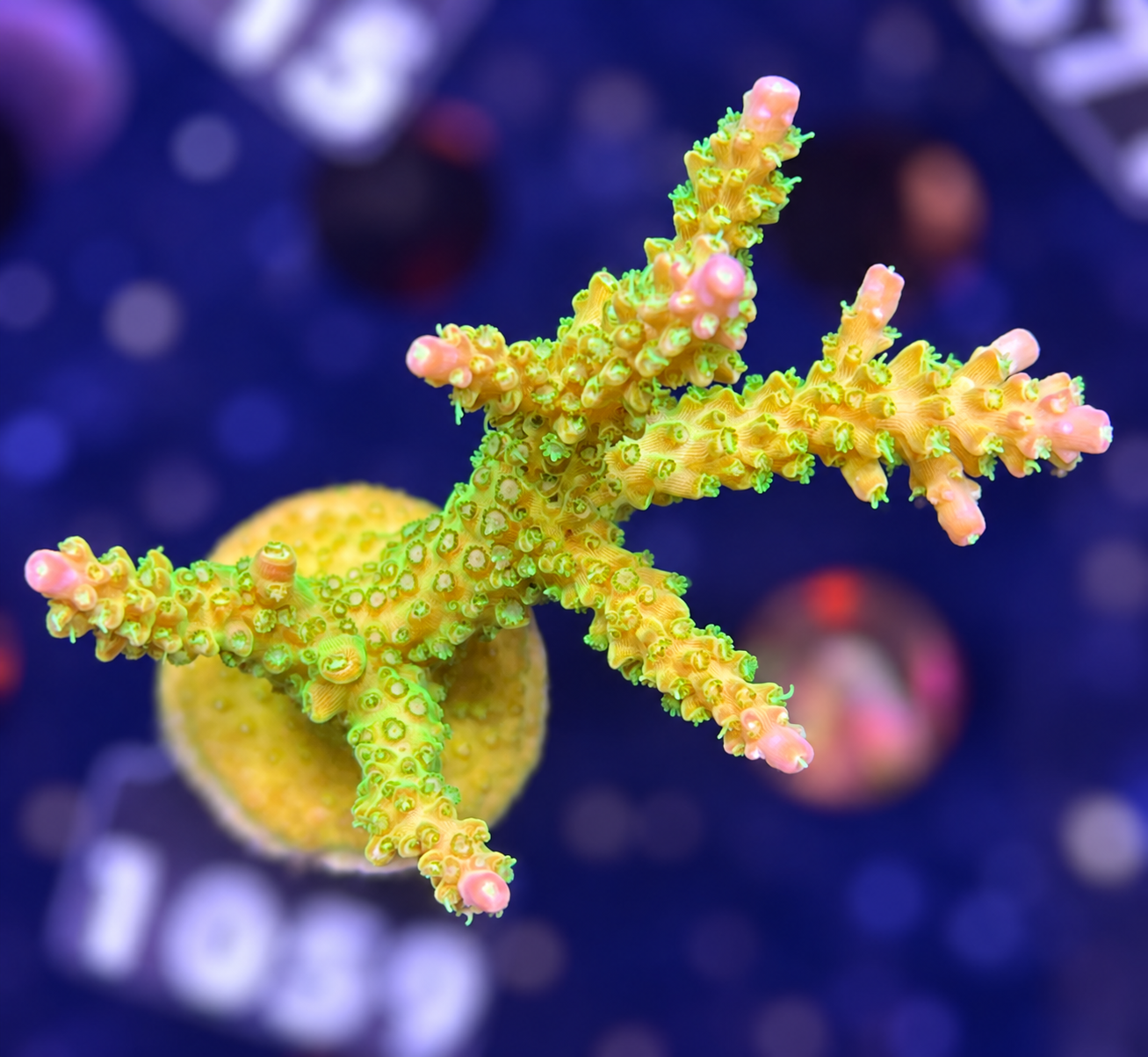 FMC Acropora divaricata Mango Garden