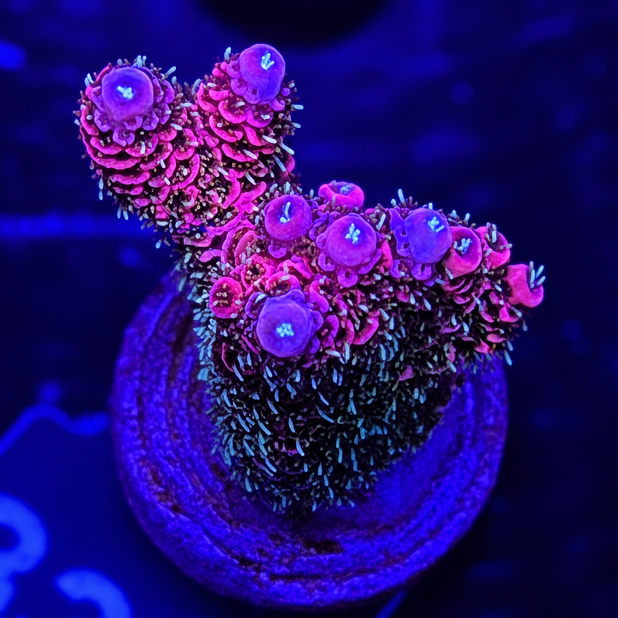 FMC Acropora millepora pink