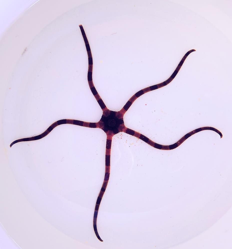 Ophiolepsis superba- Gebänderter Schlangenstern