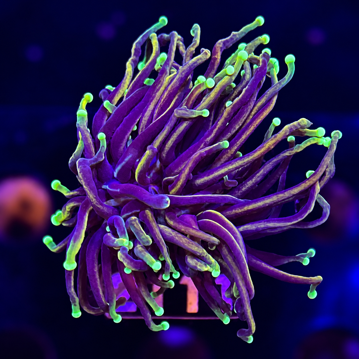 FMC Euphyllia glabrescens Golden Torch