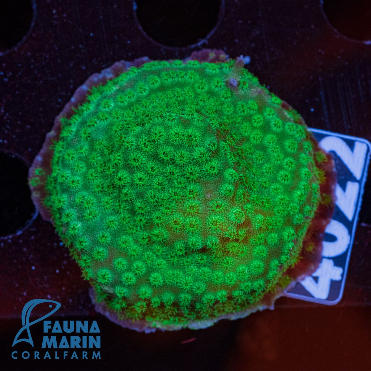 FMC Cyphastrea Astreopora V (Filter- + Daylight-Shot!)