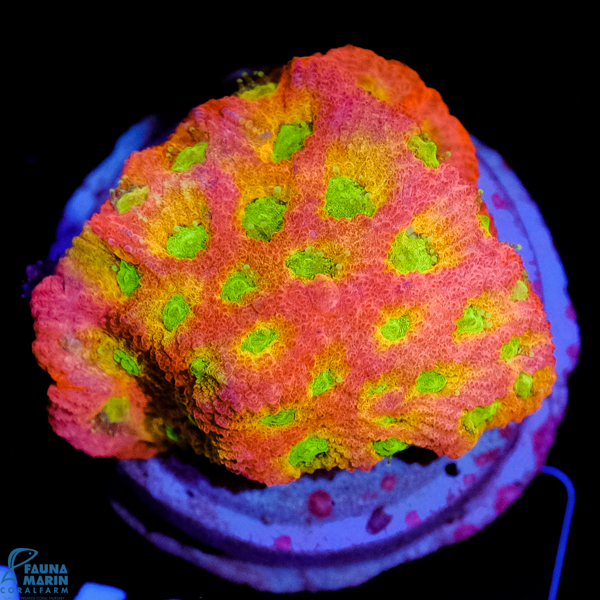 FMC Favites Day Glo Pentagona V