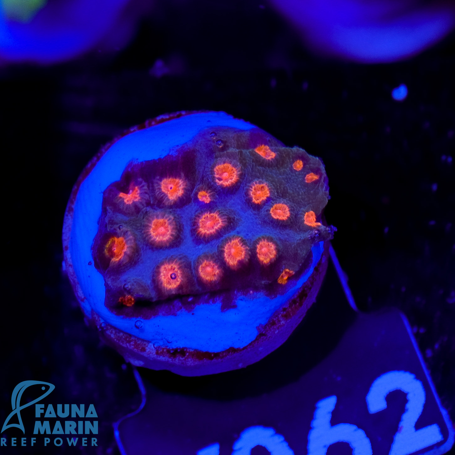 FMC Cyphastrea Bizarro V