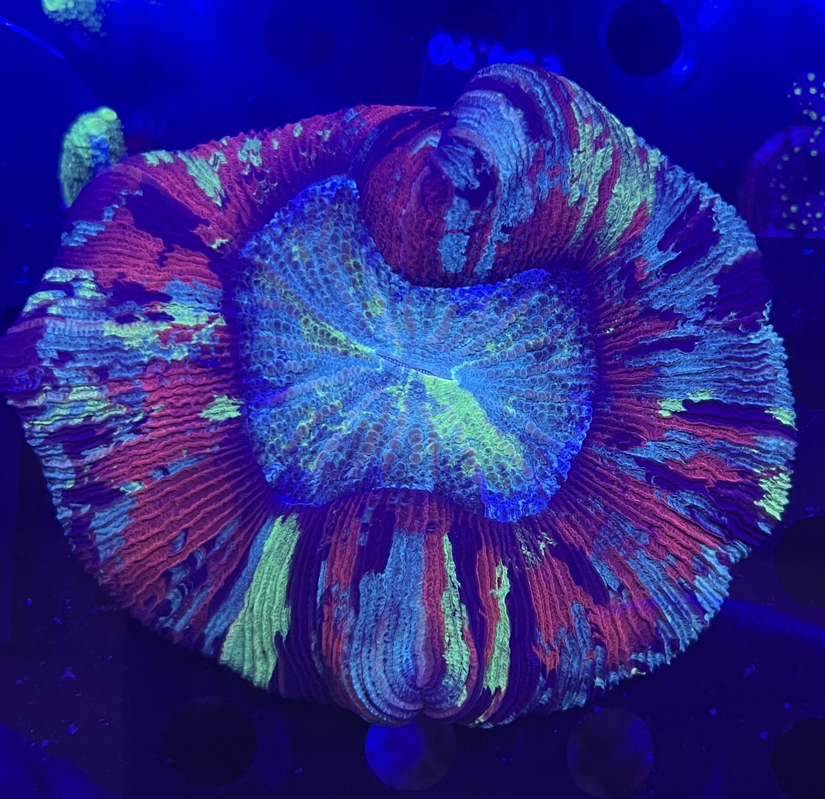 FMC Trachyphyllia multicolor