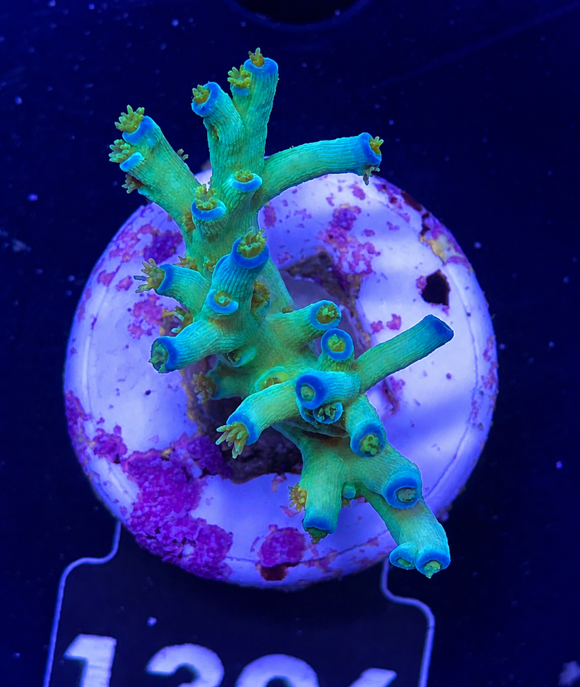 SciReef Acropora tenuis TWIN Grade 2 "Ice Fire"