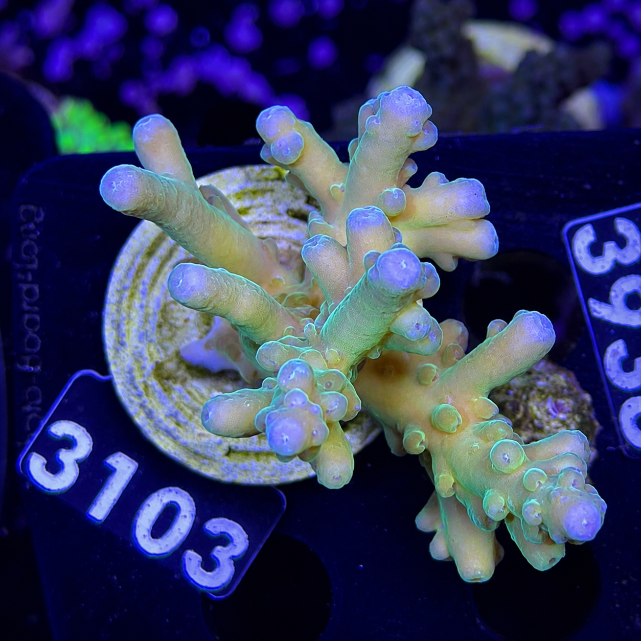 FMC Acropora jawdropper