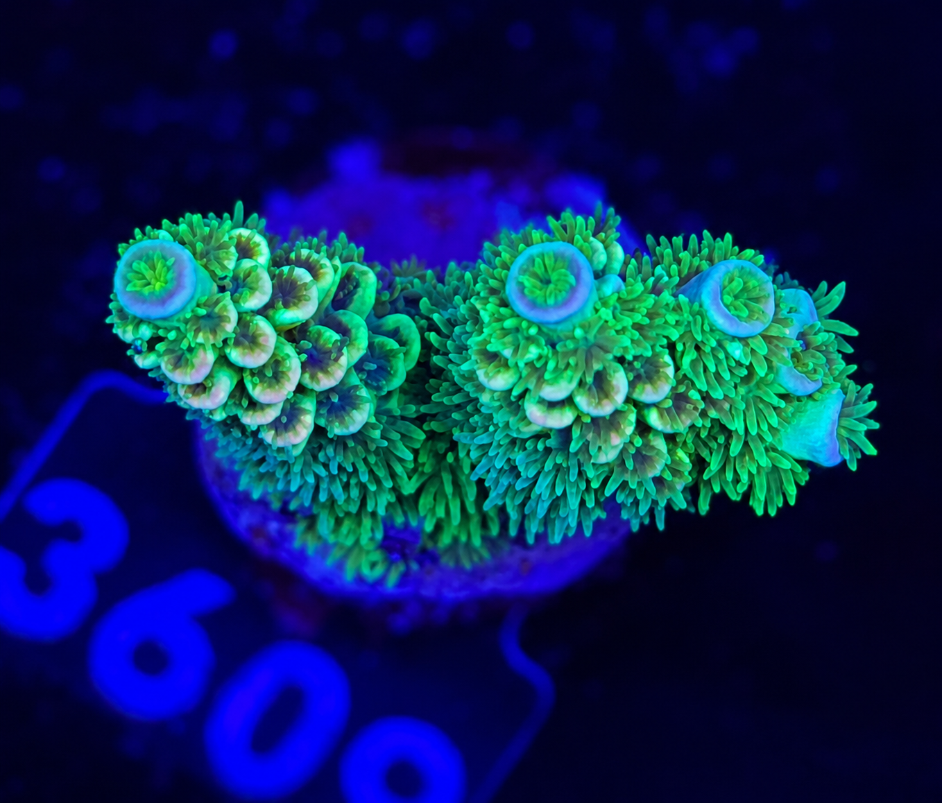 FMC Acropora tenuis green