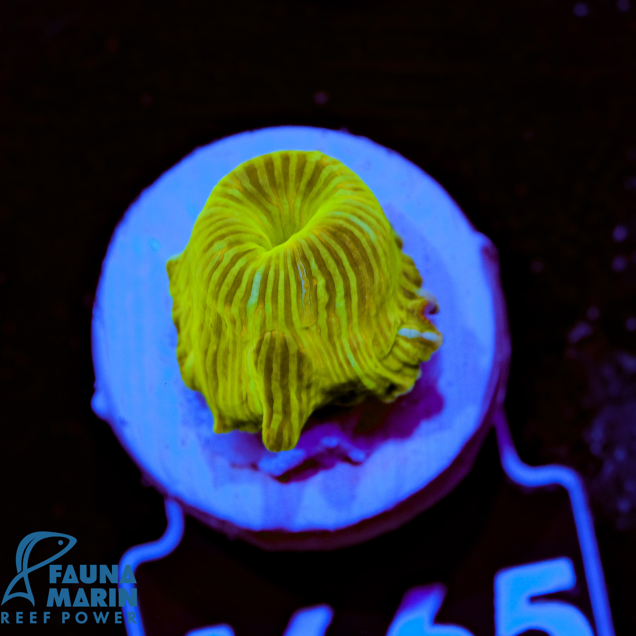 FMC Discosoma green stripes V