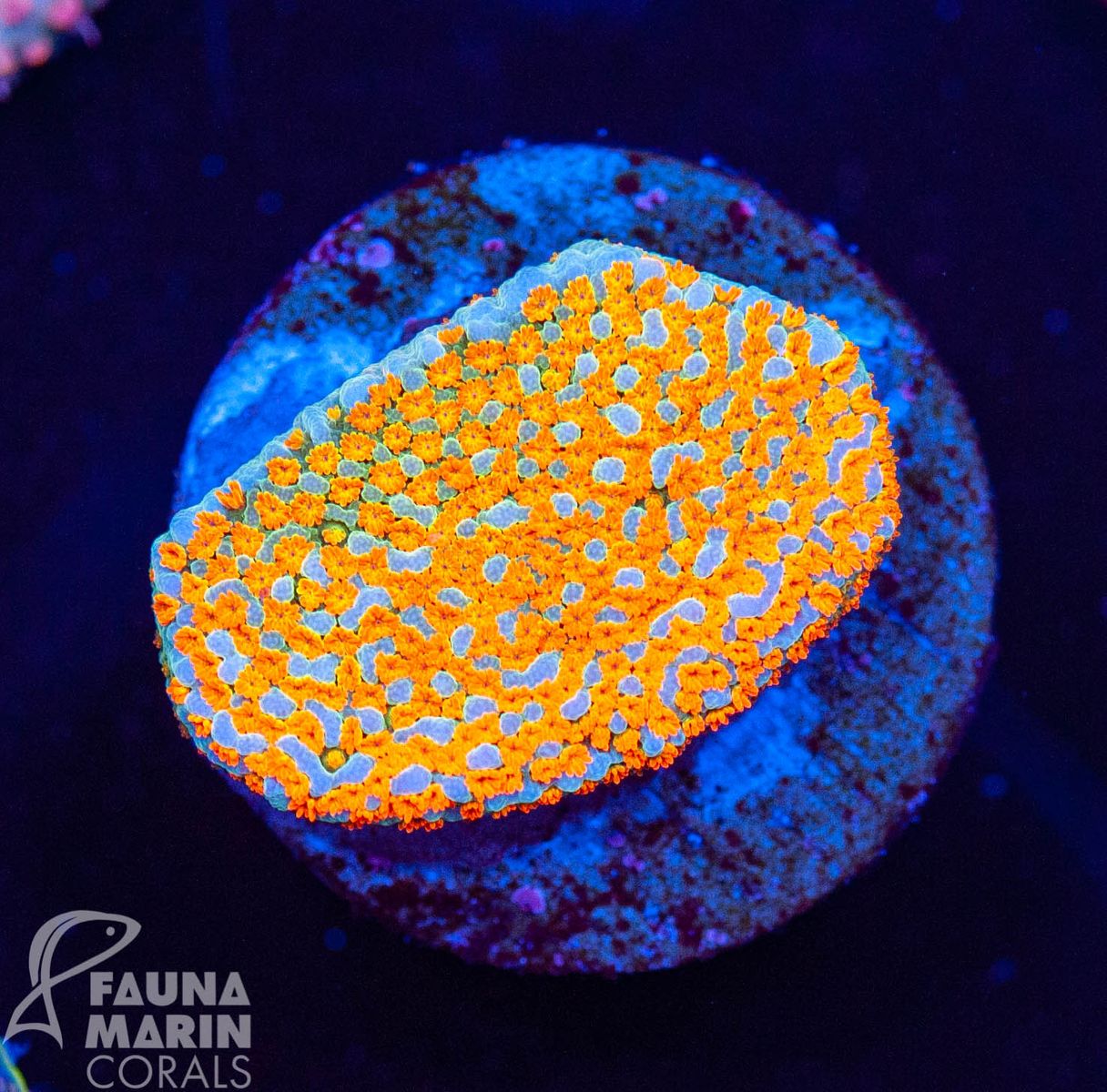 FMC Montipora Marvelous V