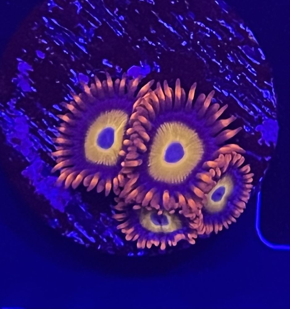 FMC Zoanthus Blondies 3-4 Polypen V