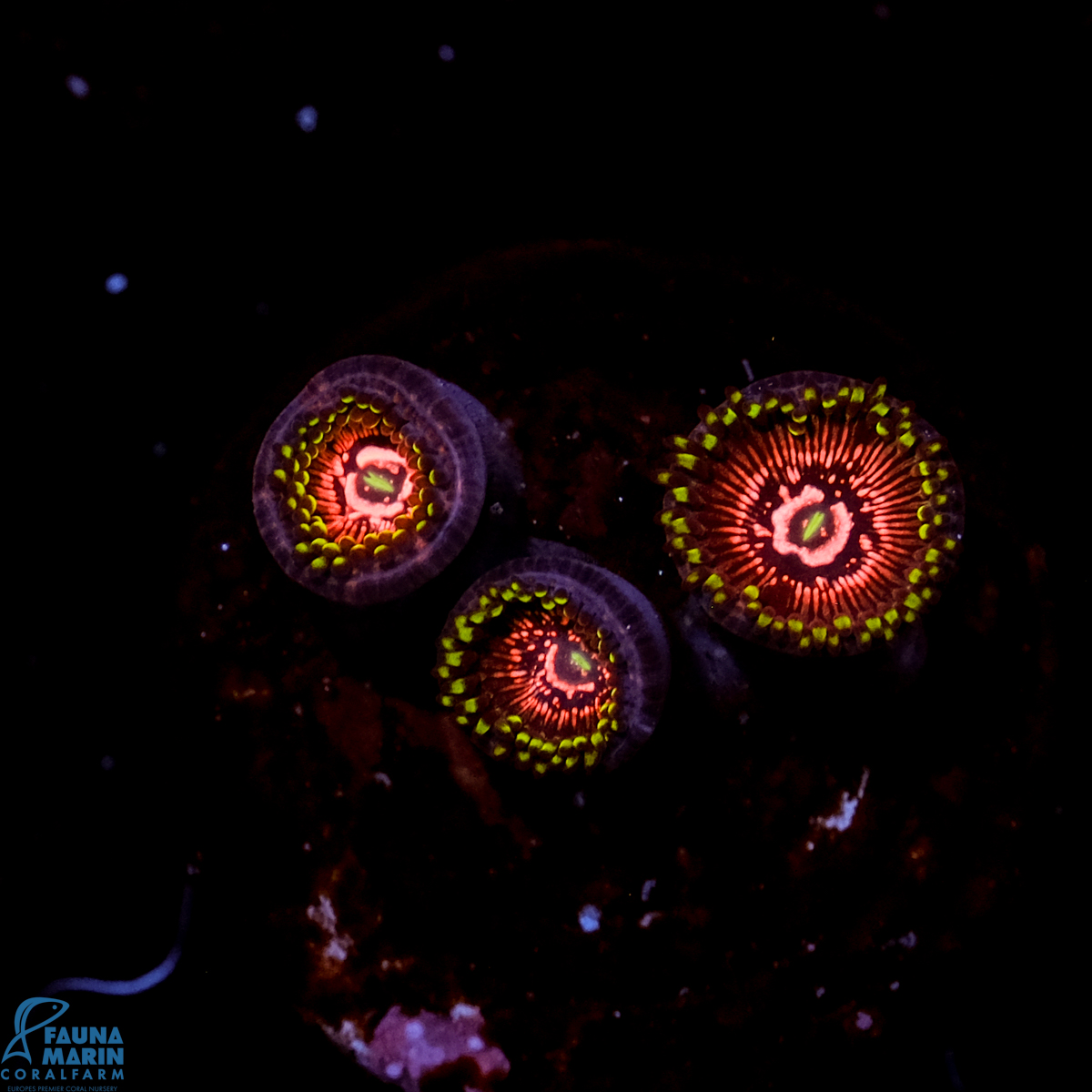 FMC Zoanthus Butterfly Wings