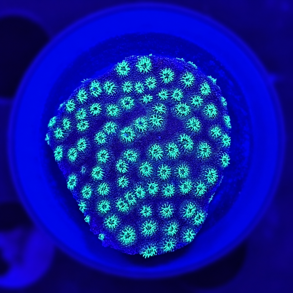 FMC Cyphastrea Astreopora + Coral Mount V