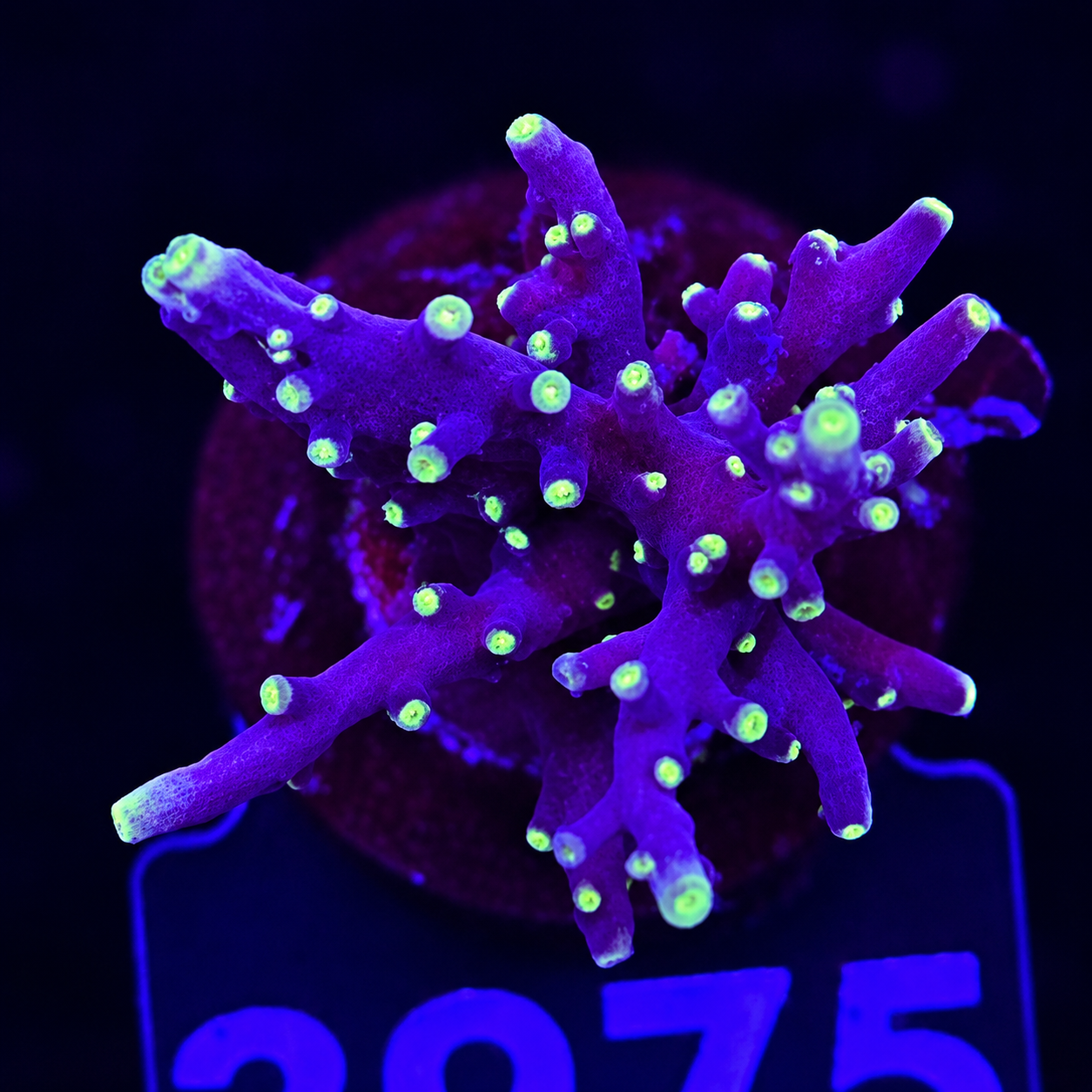 FMC Acropora carduus