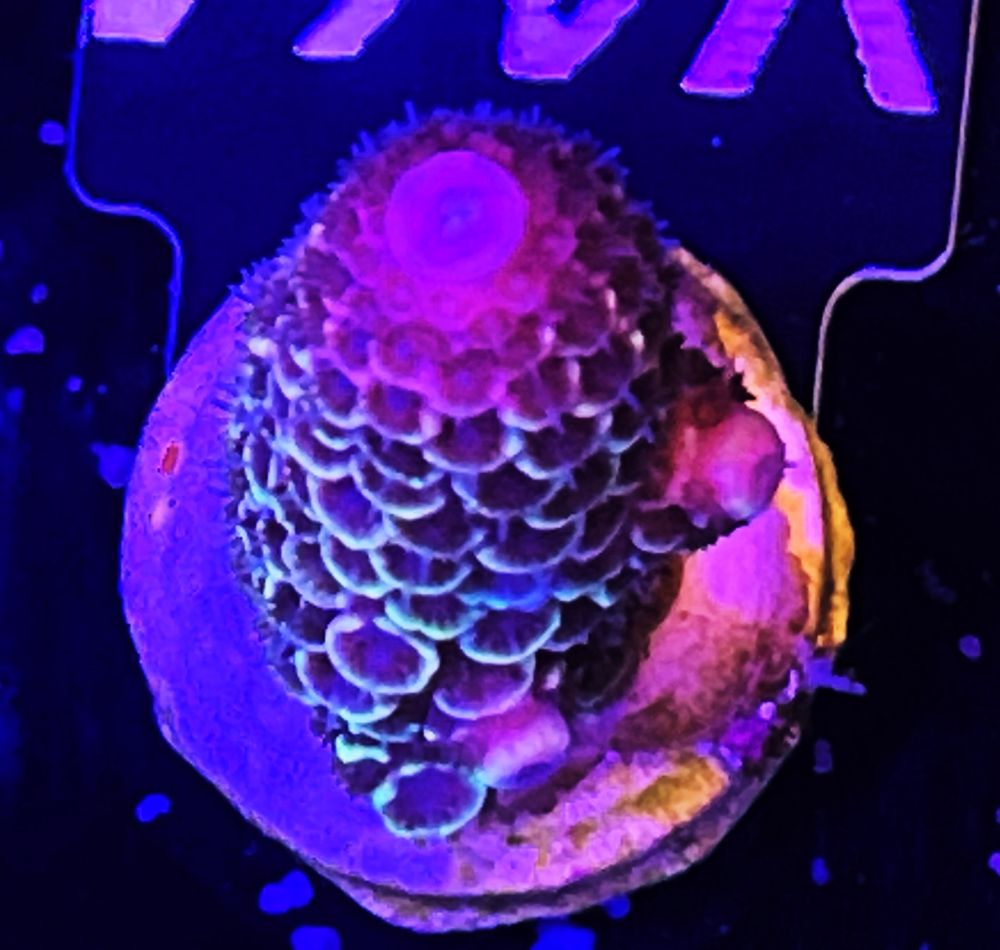 FMC Acropora spathulata V