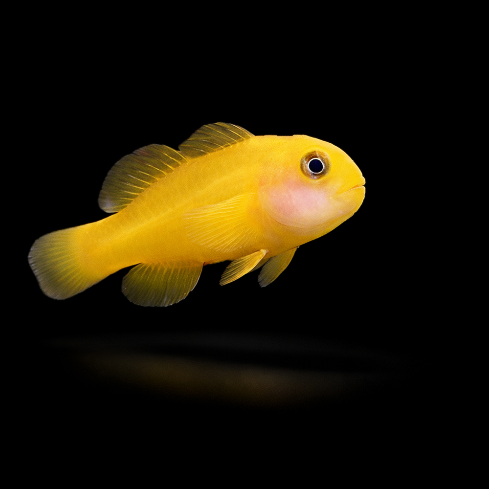 Gobiodon okinawae - Gelbe Korallengrundel