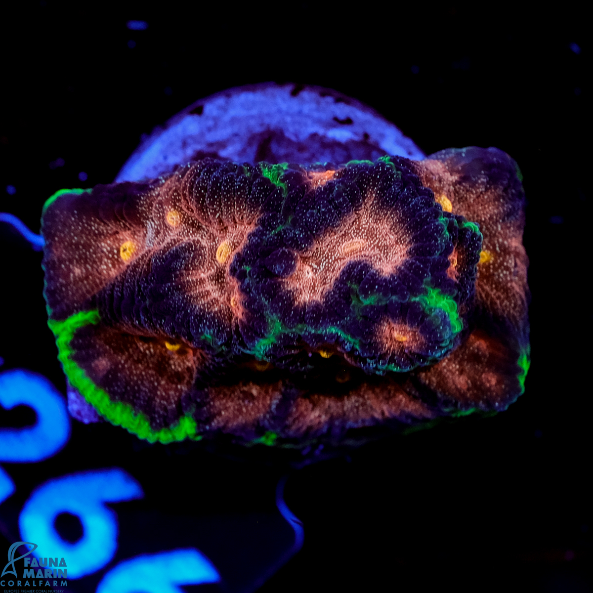 FMC Favia Bejeweled