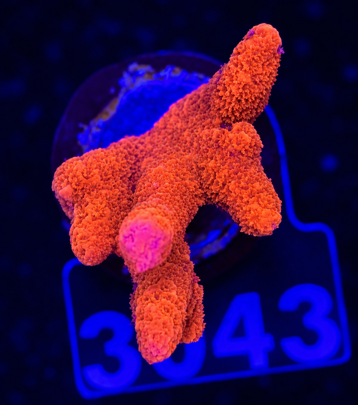 FMC Montipora digitata Ultra Red