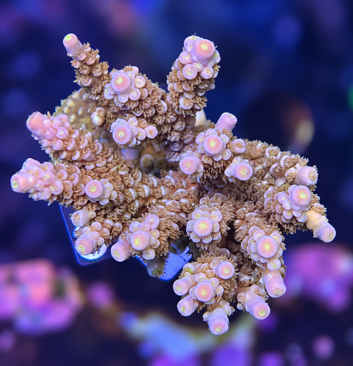 FMC Acropora tenuis