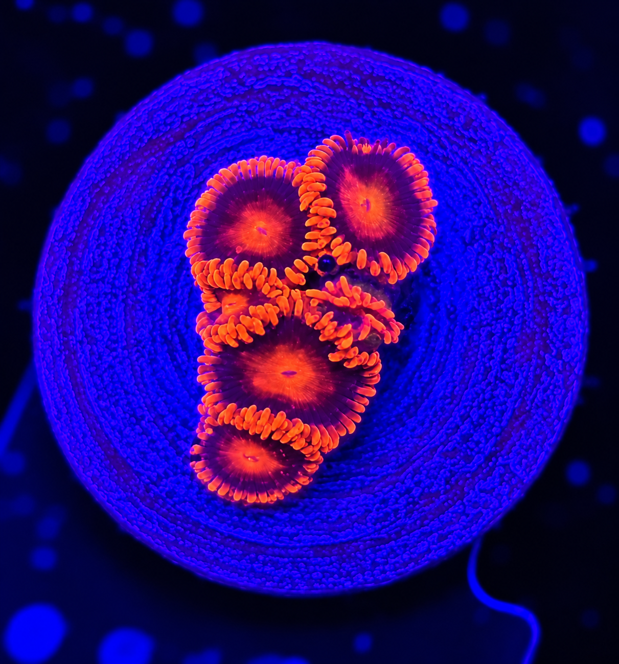 FMC Zoanthus Bam Bam