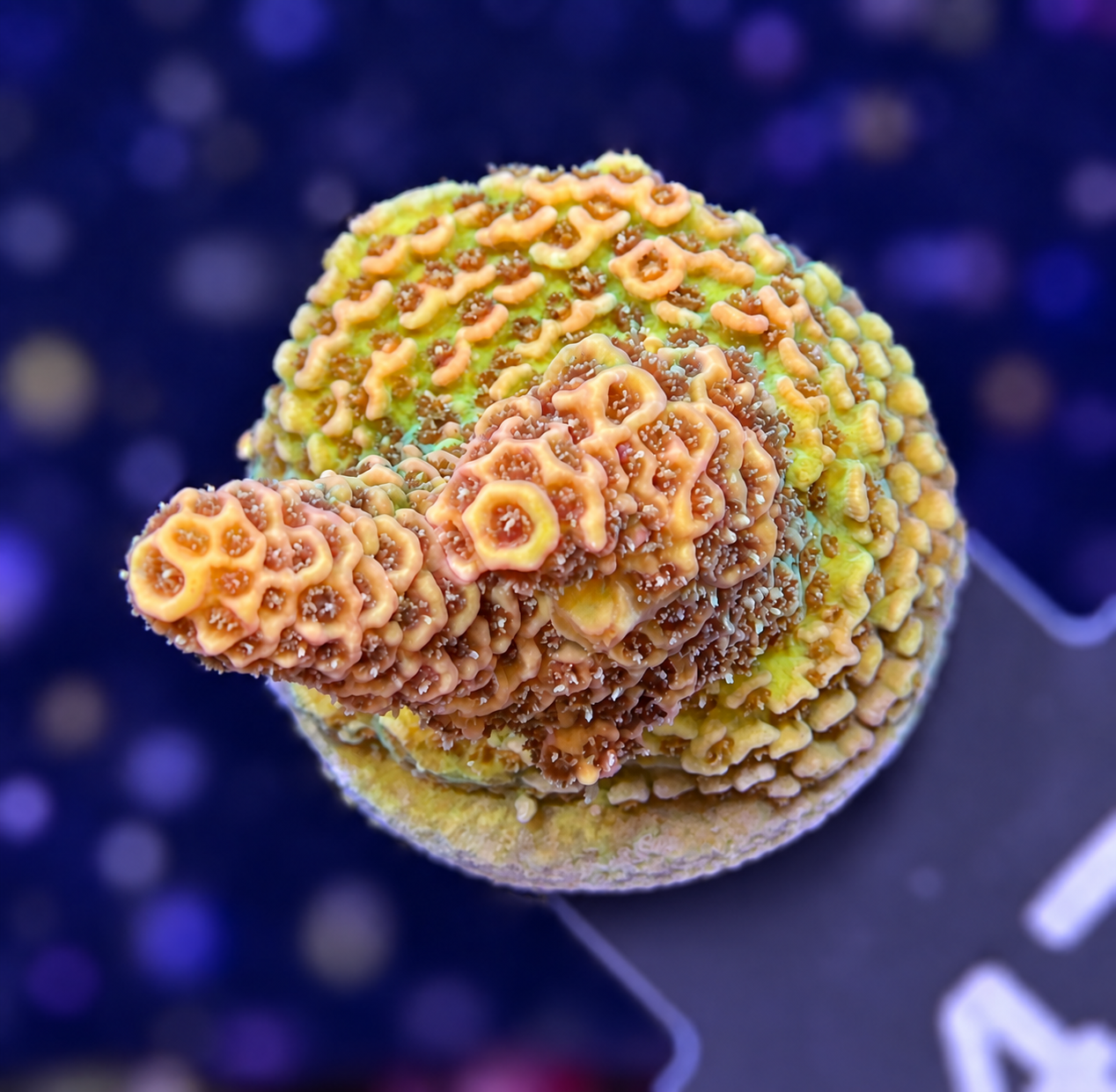 FMC Acropora millepora