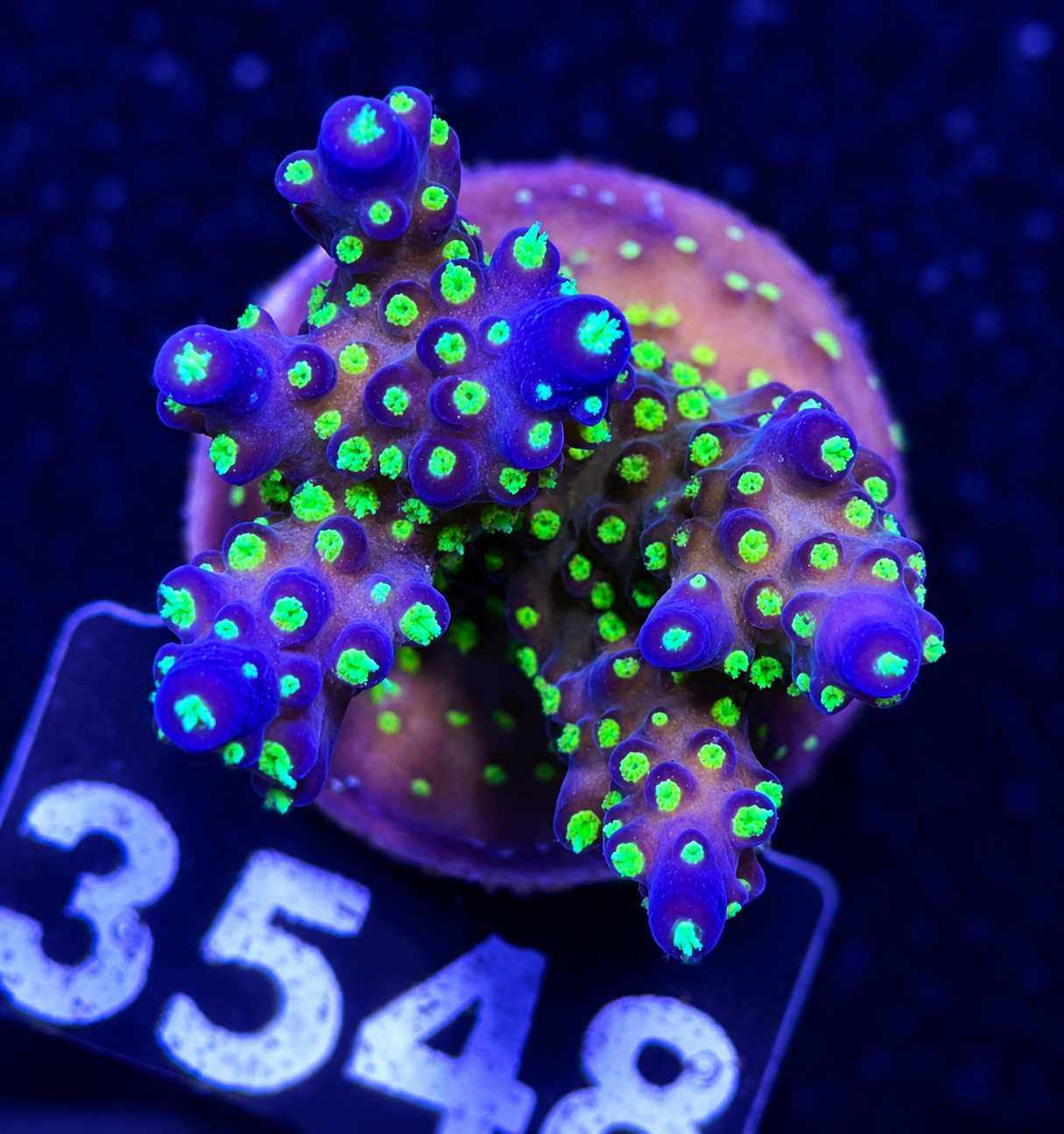 FMC Acropora nana tricolor