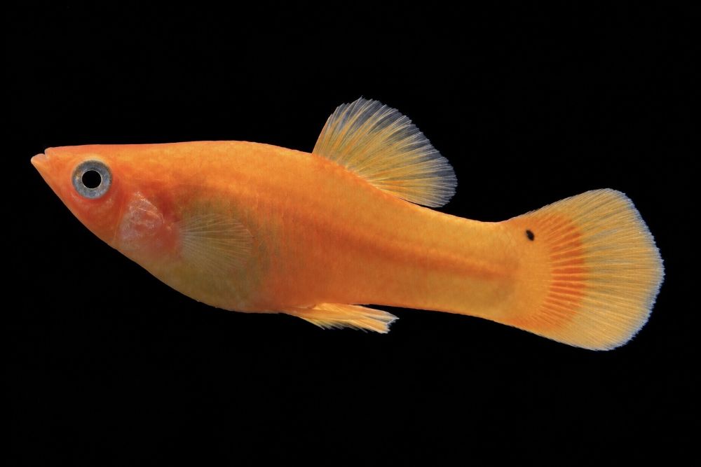 Poecilia latipinna - Gold-Molly- Männchen (NZ Salzwasser)