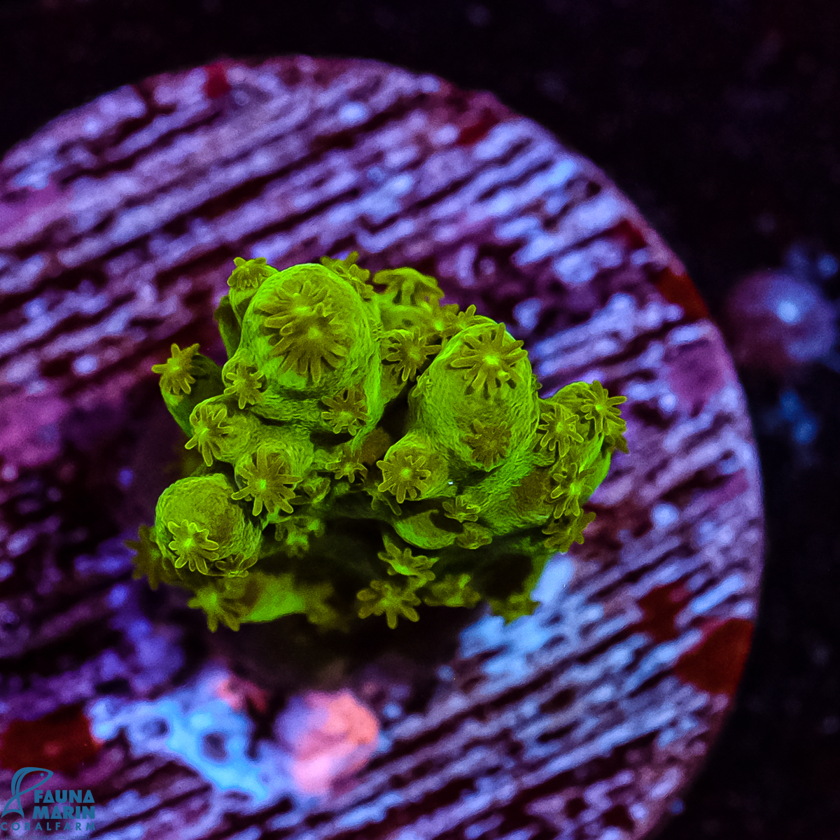 FMC Acropora Green Table