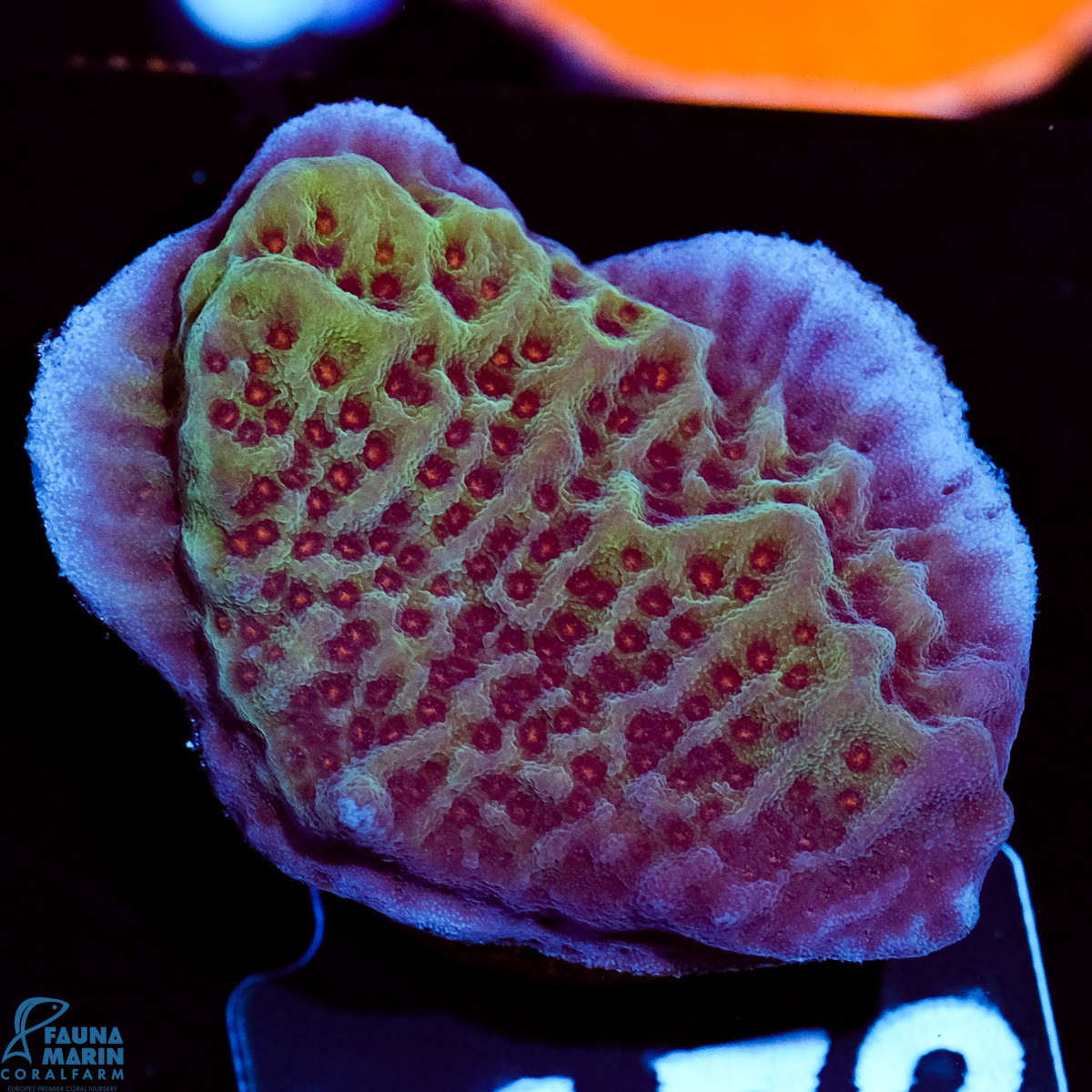FMC Montipora undata Jedi Mind Trick