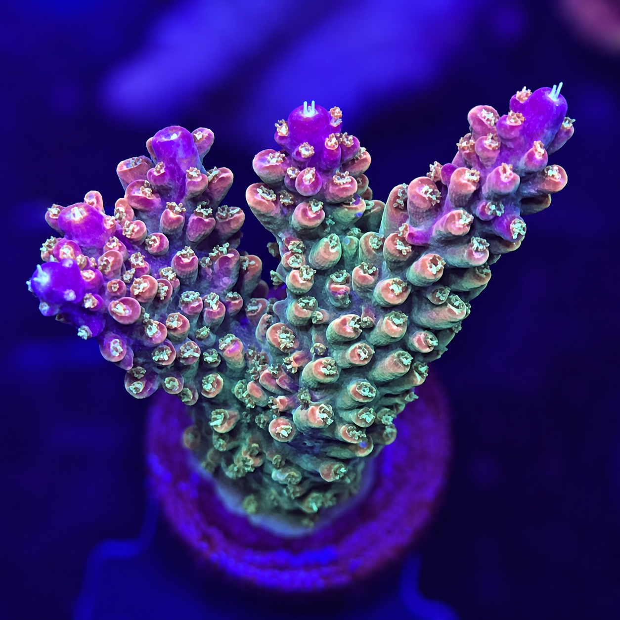 FMC Acropora divaricata Mango Garden