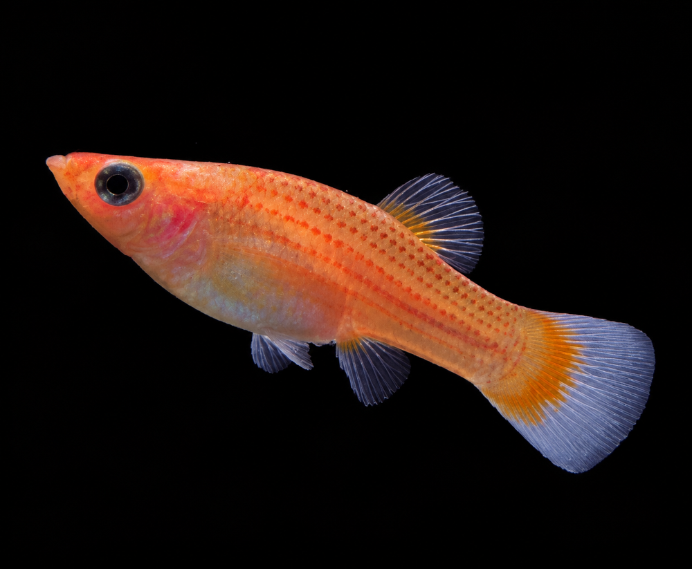 Poecilia latipinna - Gold-Molly- Weibchen (NZ Salzwasser)