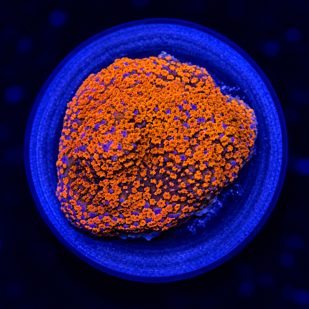 FMC Montipora Superwoman + Coral Mount V