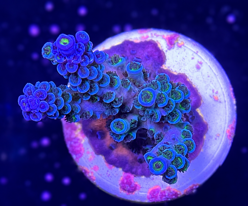 SciReef Acropora kenti Grade 1 Twin