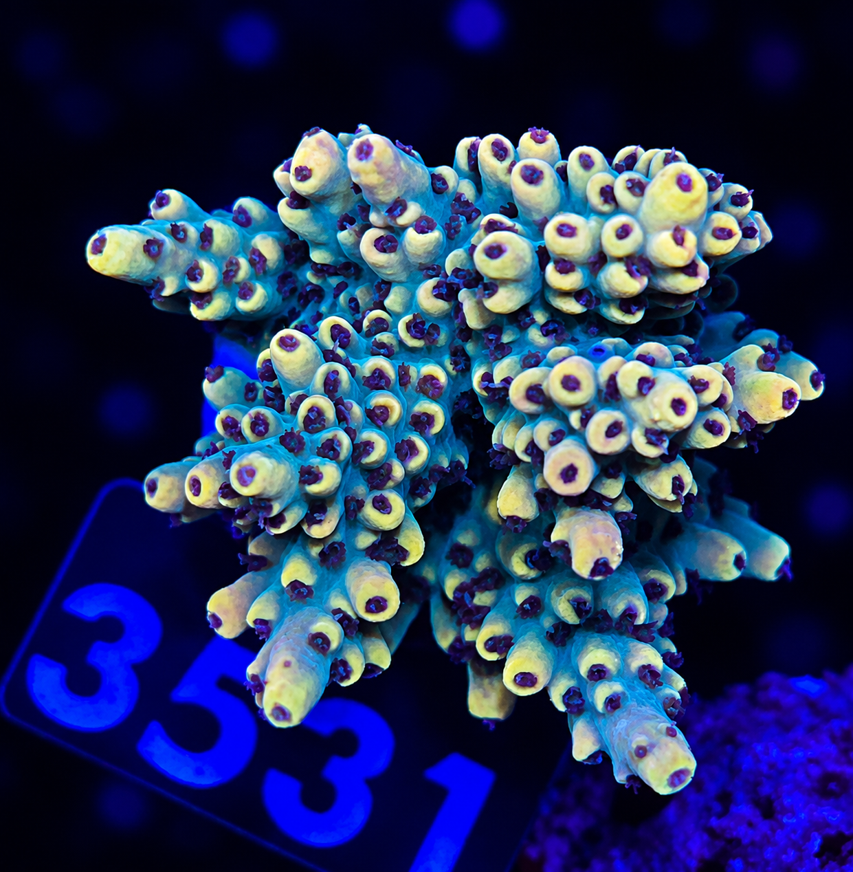 FMC Acropora cytherea Wolverine