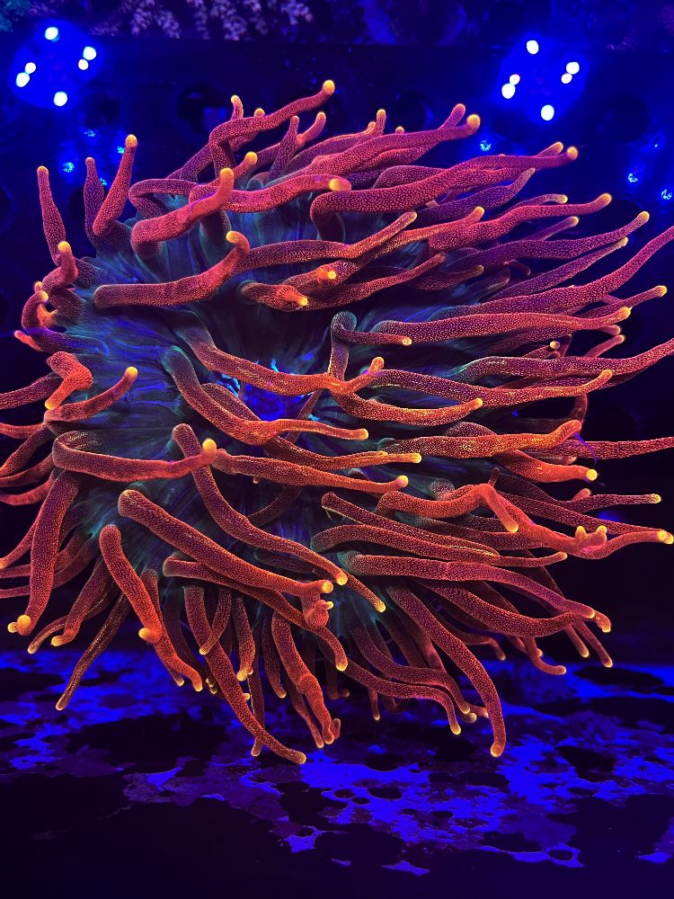 Entacmaea Quadricolor Colorado Sunburst V