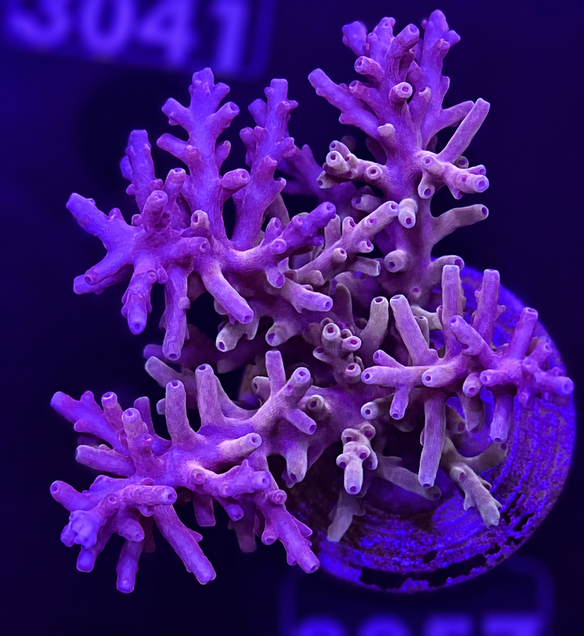 FMC Acropora turaki