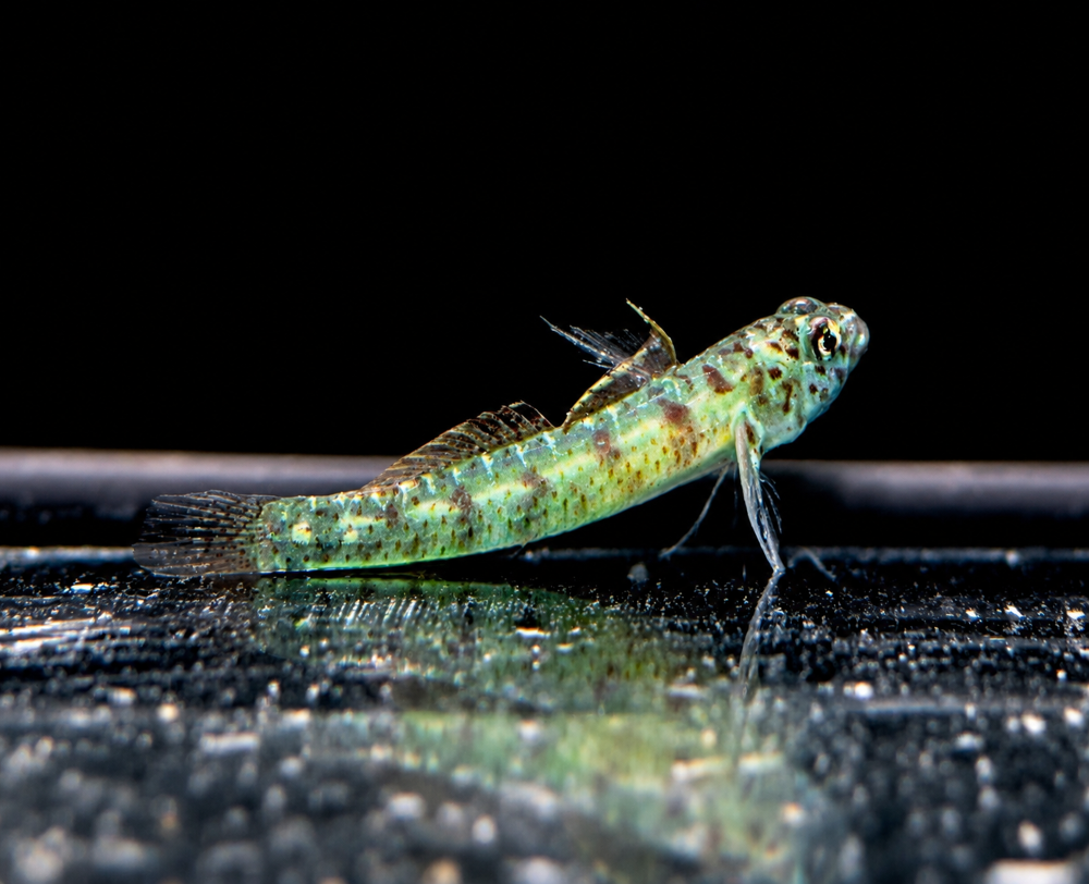 Eviota queenslandica - Queensland Zwerggrundel