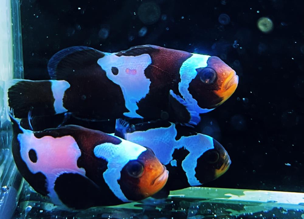 Amphiprion ocellaris - Black Snowflake - NZ