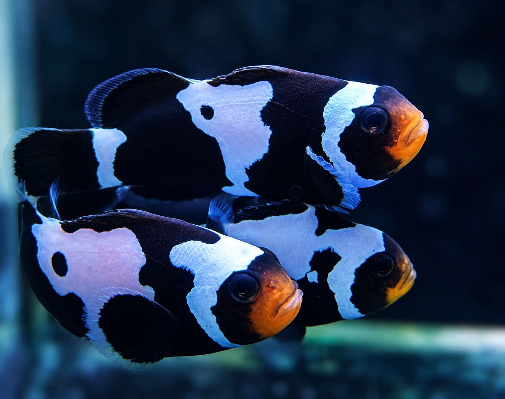Amphiprion ocellaris - "Black Snowflake"  NZ