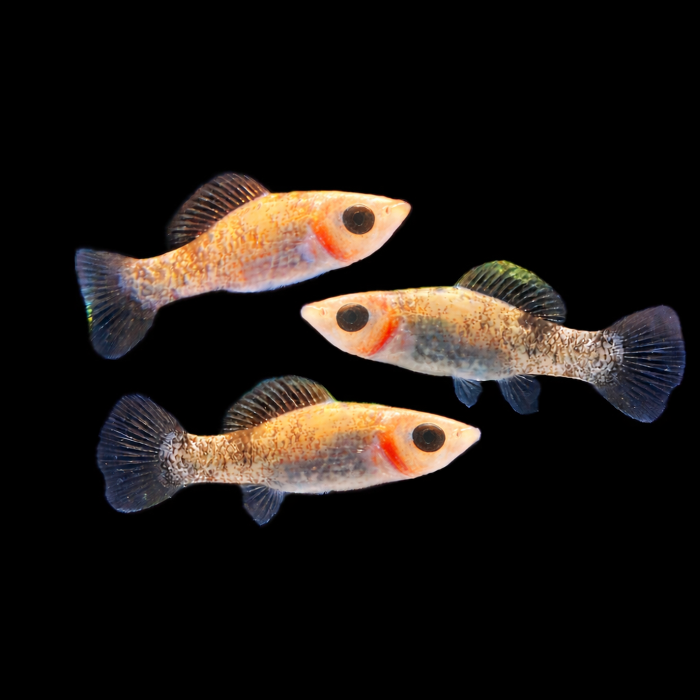 Poecilia velifera - Segelkärpfling 4-5 cm (NZ Salzwasser)